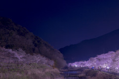 夜桜