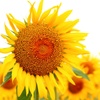〜 tournesol 〜