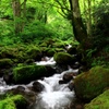 木谷沢渓流