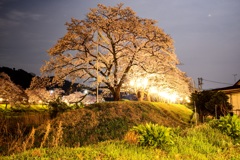 法勝寺桜まつり