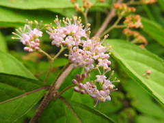 ムラサキシキブの花