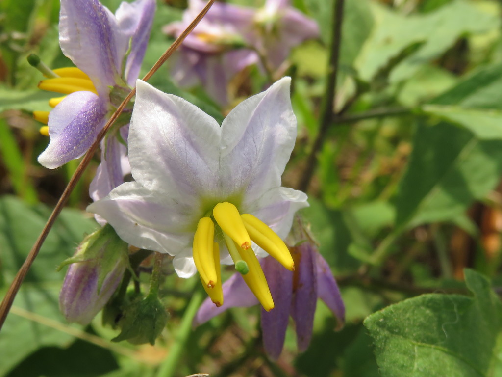 ナス科の花