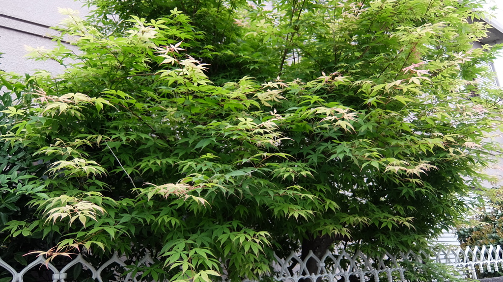 新緑のカエデ？