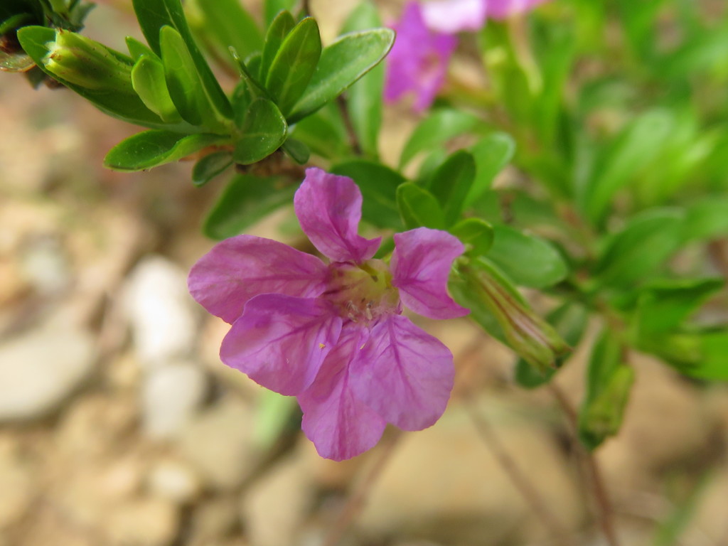 小さなﾋﾟﾝｸ紫の花