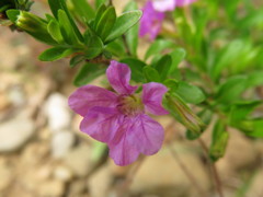 小さなﾋﾟﾝｸ紫の花