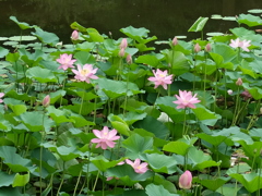 ハス池