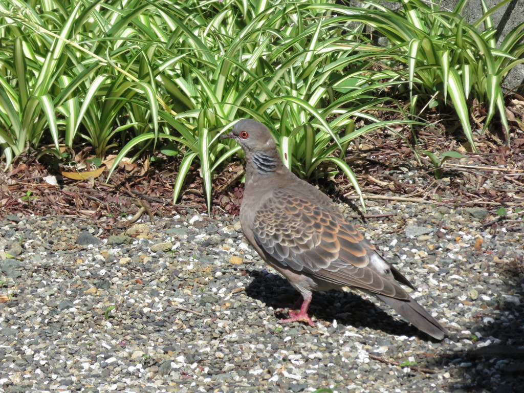 山鳩？