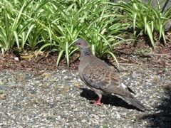 山鳩？