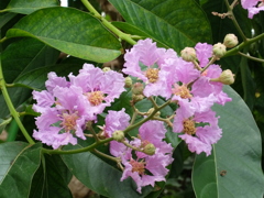 涼しげな花