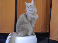猫カフェにて　お猫様その２