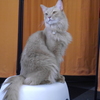 猫カフェにて　お猫様その２