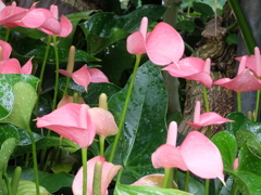 背伸び