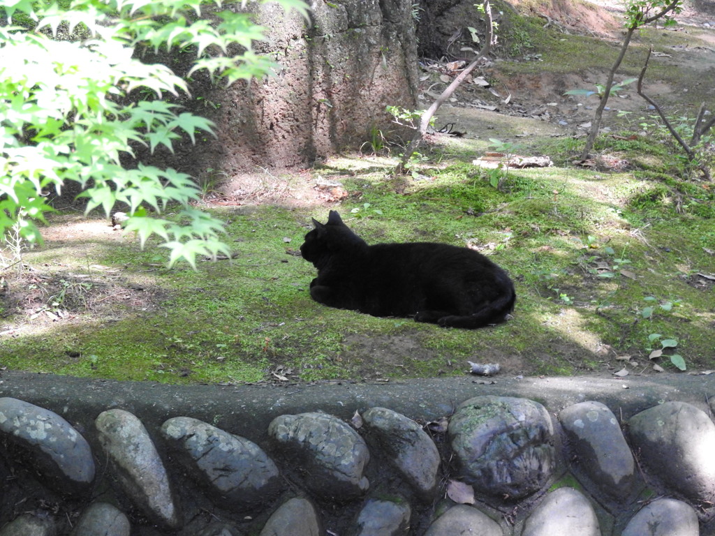 黒猫