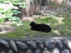 黒猫