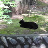 黒猫