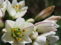 雑草の花