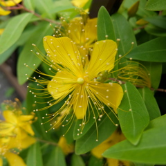 線香花火みたいな花