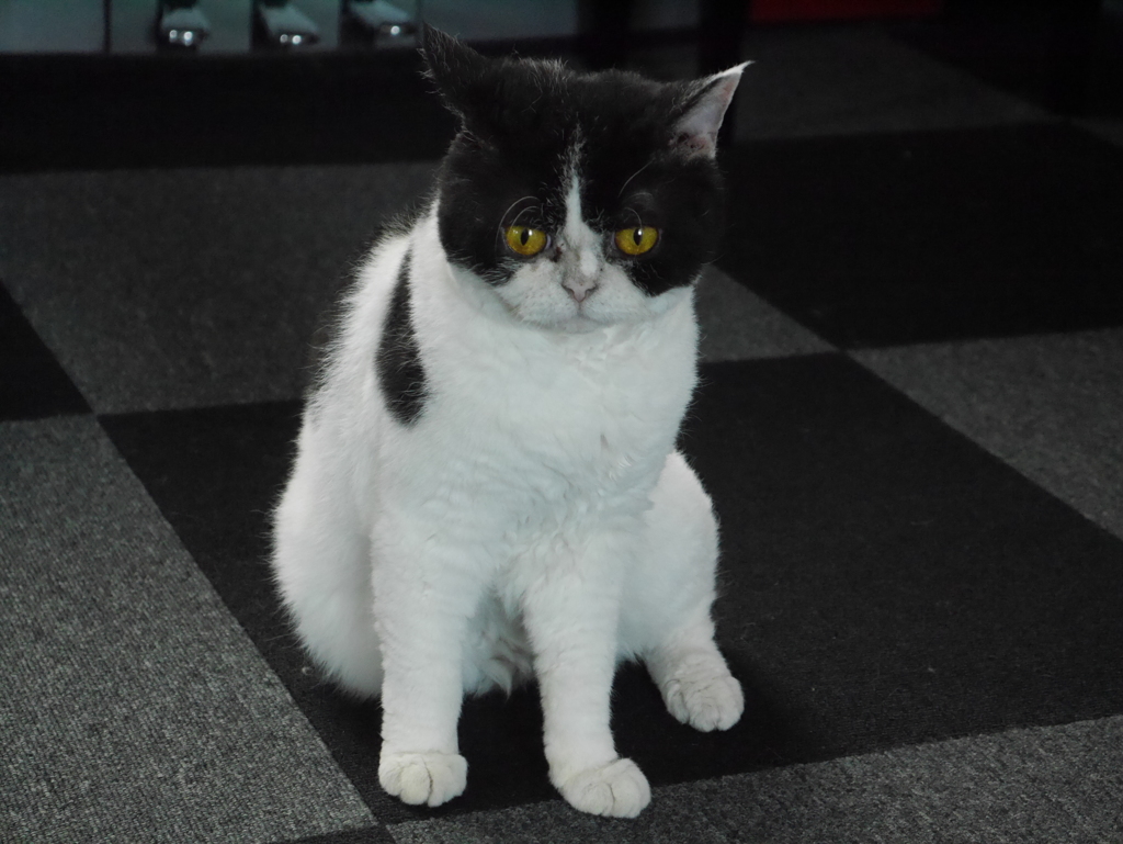 猫カフェにて　「あんた誰？」