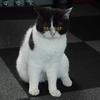 猫カフェにて　「あんた誰？」