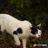白黒猫