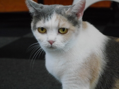 猫カフェにて　「何みてんのよ」