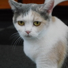 猫カフェにて　「何みてんのよ」