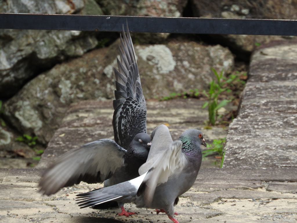 鳩の喧嘩