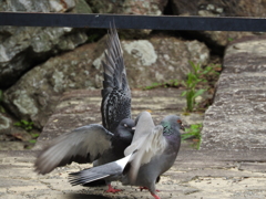 鳩の喧嘩