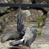 鳩の喧嘩