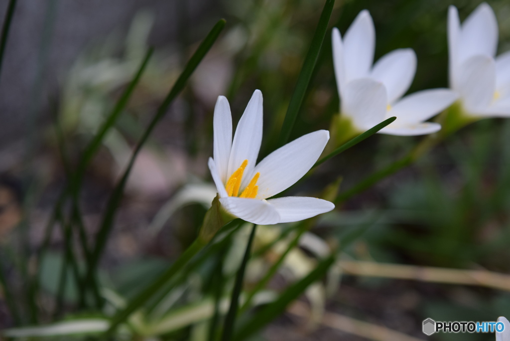 白い花②
