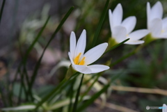 白い花②