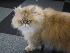 猫カフェにて　小さなライオン？
