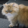 猫カフェにて　小さなライオン？