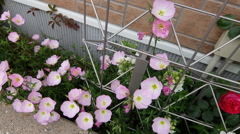 ピンクの花