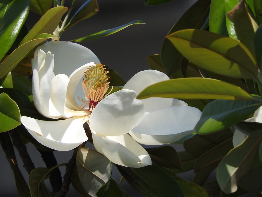 タイサンボクの花