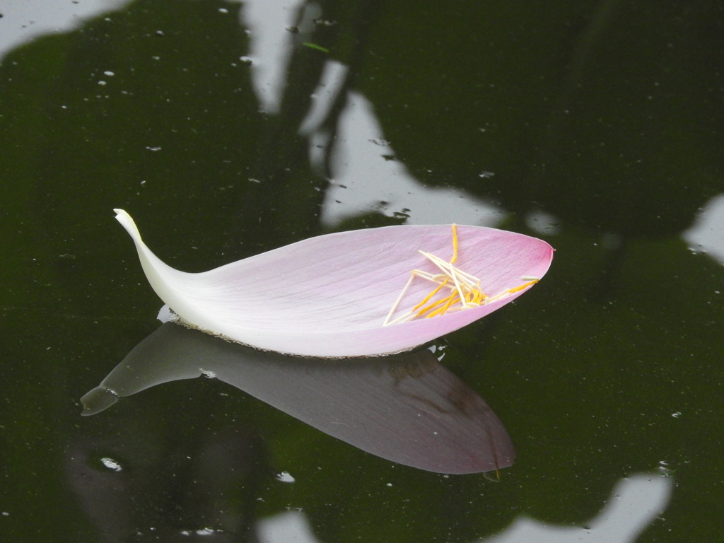 ハスの花びら