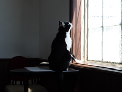 猫カフェにて　お猫様その３