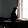猫カフェにて　お猫様その３