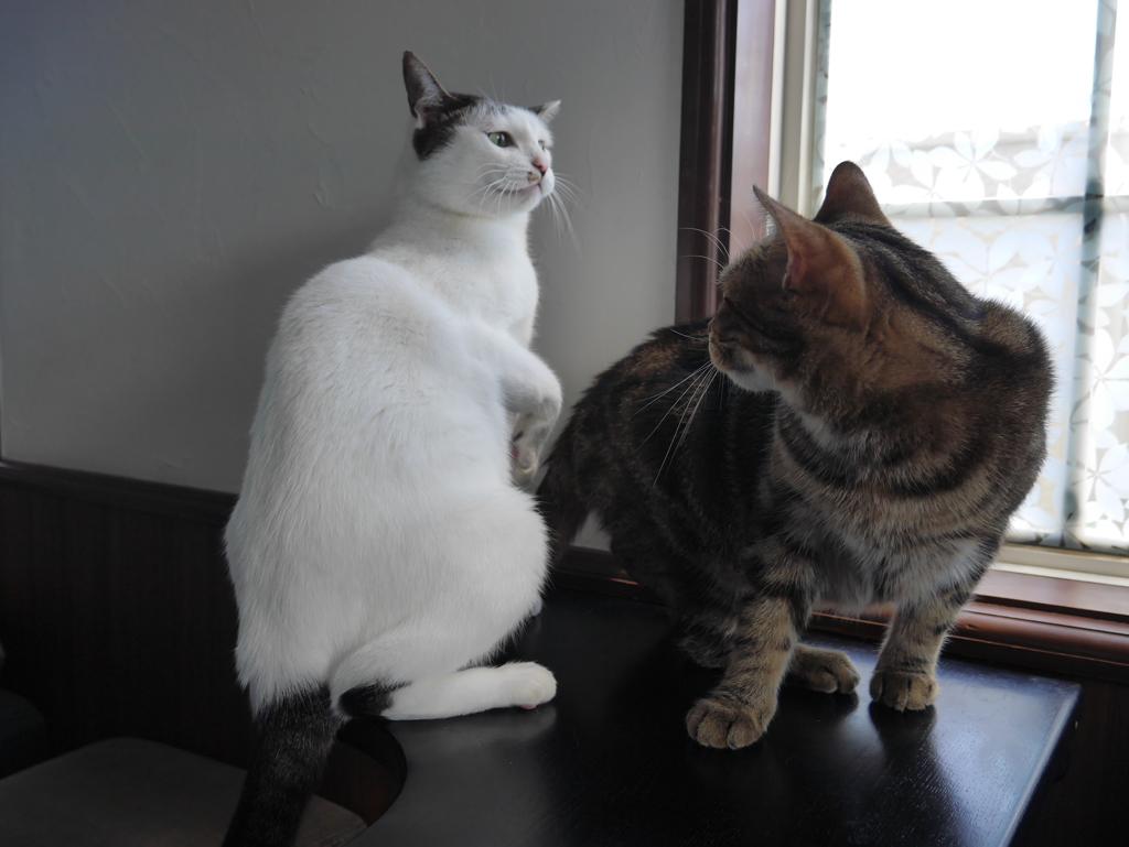 猫カフェにて　お猫様の小さなけんか