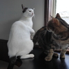 猫カフェにて　お猫様の小さなけんか
