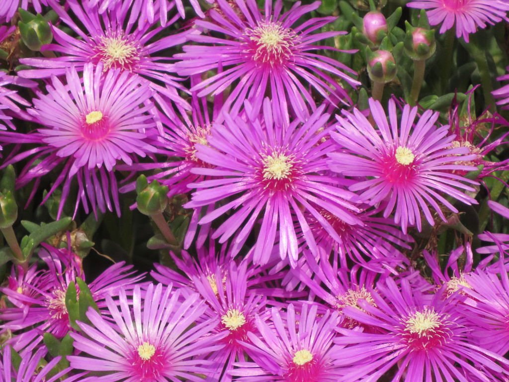 松葉菊