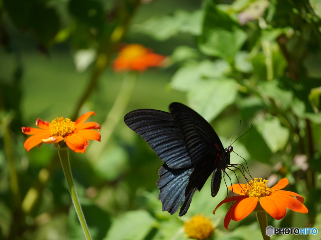 黒い蝶とオレンジの花