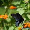 黒い蝶とオレンジの花