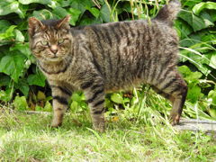 公園にいたお猫様
