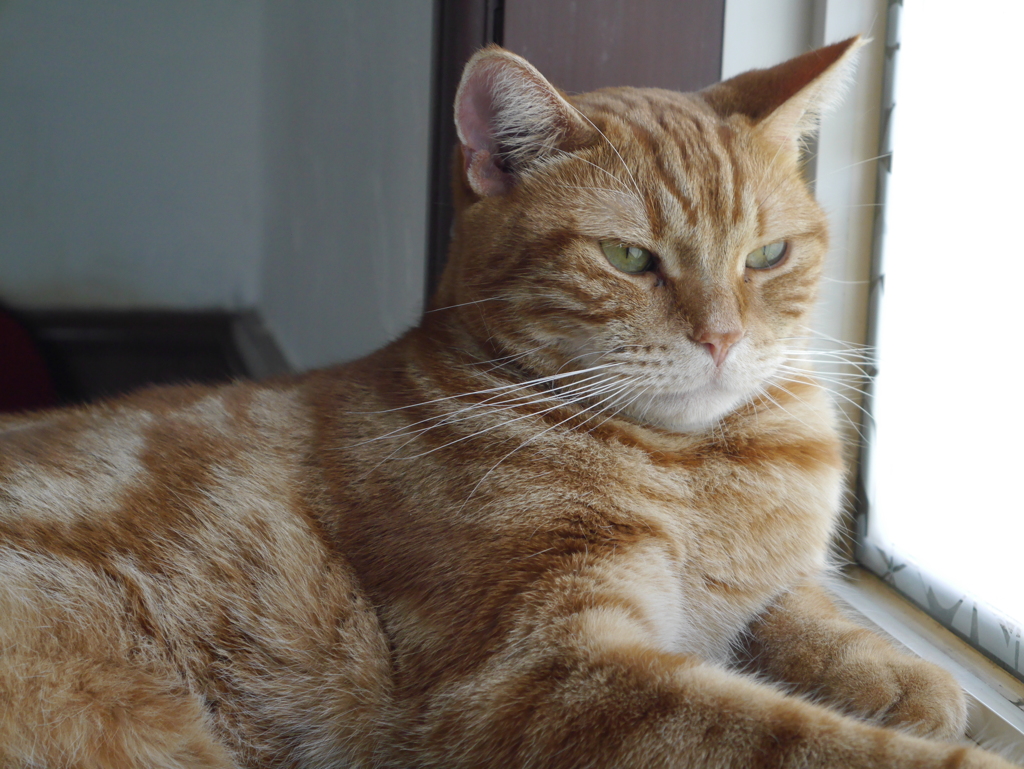 猫カフェのお猫様