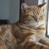 猫カフェのお猫様