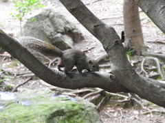 浜松城公園のリス
