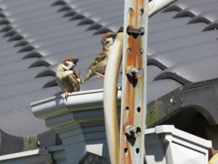 すずめ