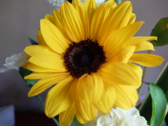 生け花の中の小さなひまわり