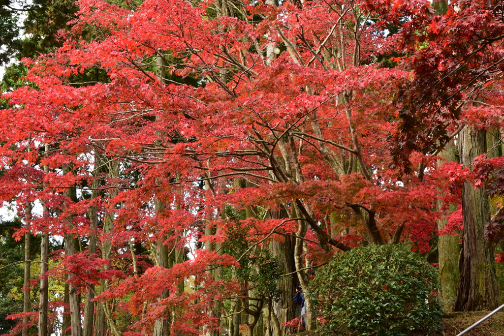 鹿野山神谷寺の紅葉